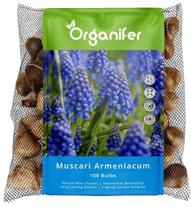 100 Bulbes De Muscari Arménien - Bulbes À Fleurs XXL Taille 9/ 10cm | Bulbes À Fleurs Muscari - Bulbes À Fleurs Biologiques - Bulbes D'Été - Fleurs De Printemps - Organifer