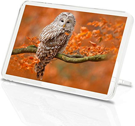 Wise Brown Owl Classic Fridge Magnet - Bird Autumn Tree Wildlife Fun Gift #14627