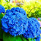 Sump Neue 10 PC Azalee Blumensamen für schönen Garten Blau