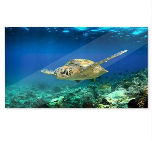 WANDURLAUB - Dein Bild auf Acryl - Basic Edition XXL - 100x60 cm Acrylglas - Brillanter Druck auf rahmenlosem Acryl inkl. Wandhalterung - Ultra HD Druck (13. Schildkröte unterwasser)