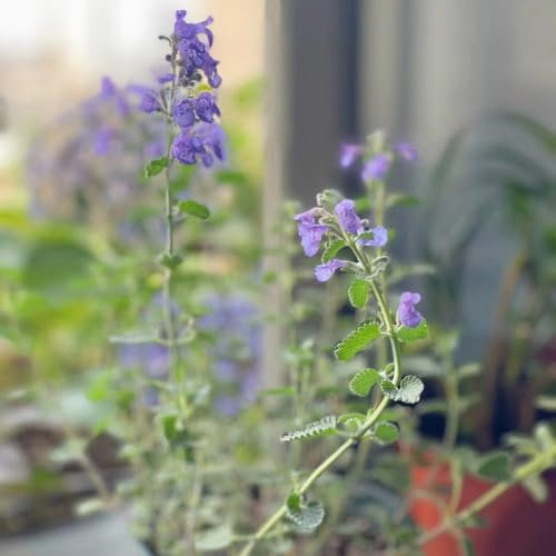 300 pcs katzenminze samen bio saatgut blumen deko, pflanzen wiesenblumen samen, gartenkräuter frühlingsblumen dachbegrünung samen hochbeet balkon dekopflanzen wildblumensamen garten