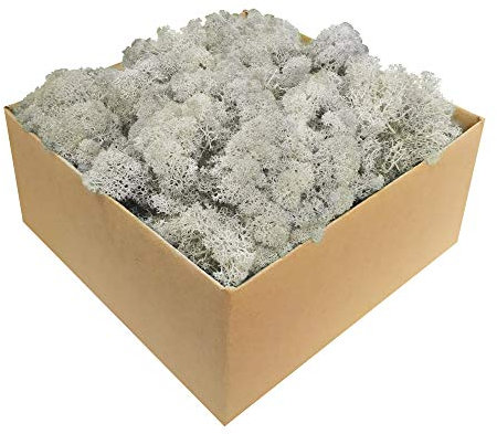 GJS Islandmoos - konserviertes Moos in 200g/500g/1kg/4kg für Moosbilder, als Deko oder zum Basteln (weiß, 1kg)