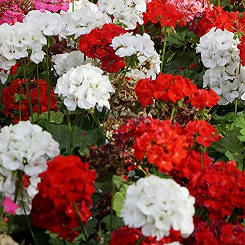 Luojuny Geraniensamen, 200 Stück/Beutel, Geraniensamen, duftende, fantastische Mischungsfarben, Landschaftsbau-Blumensamen für Zuhause Geraniensamen