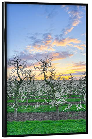 artboxONE Poster mit schwarzem Rahmen 30x20 cm Natur Apfelbäume am Niederrhein - Bild apfelbäume apfelbäume blüten