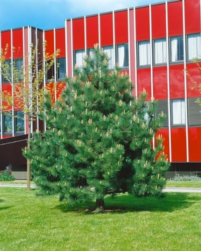 Schwarzkiefer 'Compacta' 25-30 cm Topf Pinus nigra winterhart immergrün