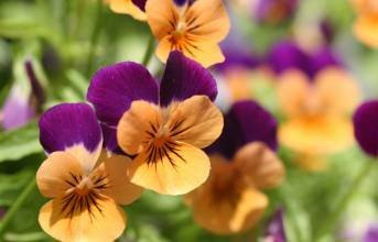 piante da giardino misti fiori viola del pensiero colorato giallo Pansy blu / colore rosso vivo del seme miniascape 50 / bag orologio bonsai