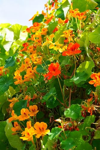 Nasturtium Mixed Flower, Grow Your Own Trailing Varieties, Red, Yellow, Orange, Edible 30 Fresh Seeds