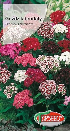 Verdica Dianthus barbatus Bartnelken-Samen – Dichte Blütenbüschel, Perfekt für Schnittblumen, Zweijähriger Blüher, Anpassungsfähig an Verschiedene Böden, Wächst 30-60 cm Hoch (0,5 Gramm)
