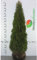 Lebensbaum Smaragd 160-180 cm. 5 Heckenpflanzen. Immergrüner Sichtschutz Zaun