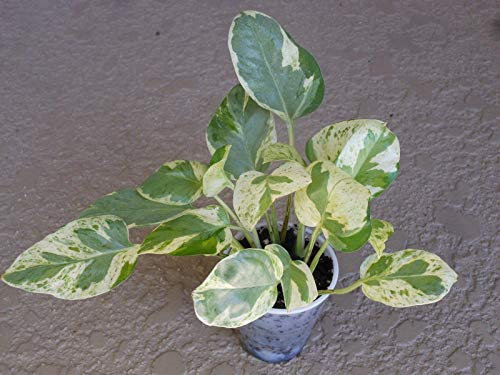 SEMI DI GERMINAZIONE: Efeutute, Pothos Perlen und Jade'