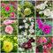 bulbi di peonia resistenti piante da balcone, decorazione da giardino esterno pianta di peonia bulbi aconito invernale, fiori per balcone piante resistenti per il giardino, fiori 5pcs