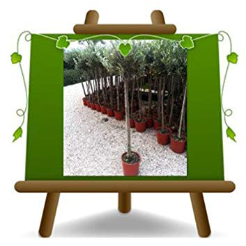 Olivier Olivenbaum Oliven Leccino - Obstpflanze Baum max 100-4 Jahre Anbau Italien