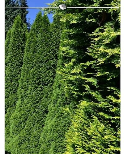 Lebensbaum Thuja Smaragd 120-140 cm. Angebot: 80 Heckenpflanzen. Thujahecke