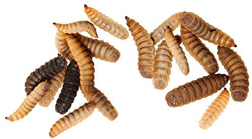 OFERA Soldatenfliegenlarven lebend, Zucht-Startkolonie [ca. 2000 STK.] Insekten als Hühnerfutter, Vogelfutter Wildvögel ganzjährig, Fischfutter, Wachtelfutter, Soldatenfliegenlarven getrocknet