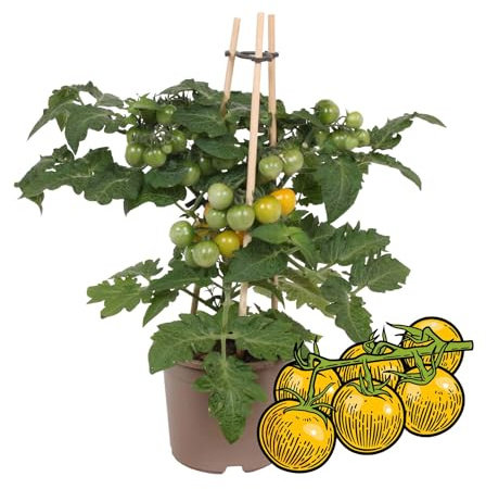 Exotenherz - Tomate cerise jaune - tomates cerises - plante avec de nombreux fruits - pour balcon et jardin - pot de 14 cm - légume-go