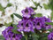 Großblumige Alpenrose Blaue Jungs - Rhododendron hybride Blaue Jungs