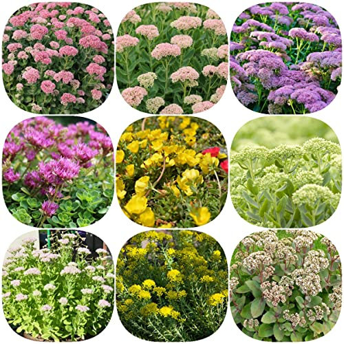 Mezcla De Semillas De Sedum, Hylotelephium, Semillas De Plantas De Interior, Plantas De Hierbas Plantas Resistentes, Regalos De Semillas Suculentas - 100 Piezas (Multicolor)