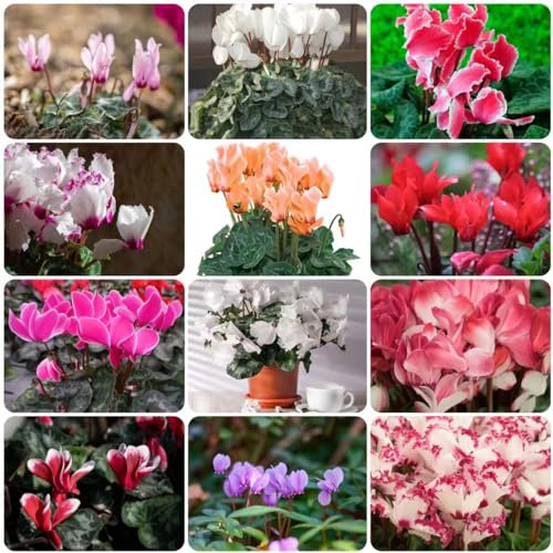 15 pezzi di semi di ciclamino - piante in vaso resistenti fiori da giardino, Cyclamen persicum, piante da balcone ciclamino piante da balcone resistenti all'inverno piante da balcone resiste