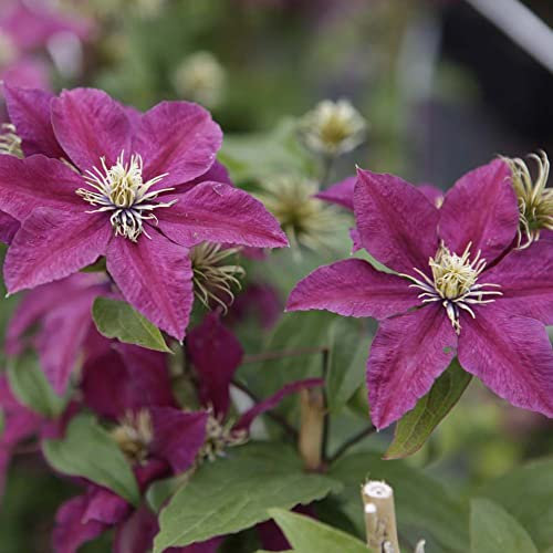 Clematis 'Niobe' Old Man's Beard Hardy Perennial Ruby-Red Flowers Containers Borders Walls Fences 1x 9cm Potted Plant by Thompson and Morgan (1)