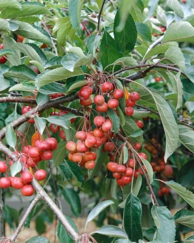 Malus 'Red Juvel' 60–100 cm – Winterhart, Mehrjährig, Pflegeleicht – Zierapfel – Kleiner Baum für Garten & Terrasse