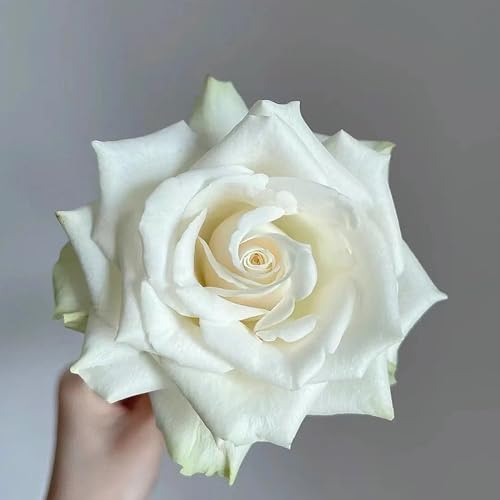 80 pcs rosen samen mehrjährig winterhart - bienenfreundliche blumensamen, rosensamen kletterrosen winterhart, büropflanzen kräuterpflanzen, pflanzen samen blumen hochbeet für balkon,