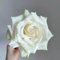 80 pcs rosen samen mehrjährig winterhart - bienenfreundliche blumensamen, rosensamen kletterrosen winterhart, büropflanzen kräuterpflanzen, pflanzen samen blumen hochbeet für balkon,