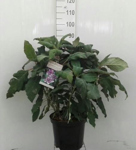 Hydrangea aspera 'Macrophylla' - Hortensien 60-80 cm Container