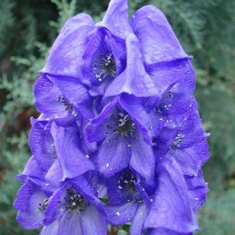 100 Stück Eisenhut/Eisenhut Blumensamen