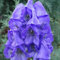 100 Stück Eisenhut/Eisenhut Blumensamen