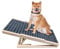 Hunderampe Auto Klappbar, 70cm Hundetreppe aus Holz, rutschfeste Haustierrampe für Kleine Hunde und Katzen, 2 Höhenverstellbare von 30cm bis 40cm, Tragbare Haustiertreppe für Bett, Sofa
