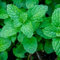 Semillas de menta para plantar en verde (60 unidades)