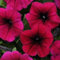 25 Pelletta Petunia Semi Shock Wave Deep Purple Onda Petunia: Seeds Only : Seeds Only