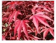 Acer o arce AUTOPURPUREA japones - Arbol 50 - 80 cm - planta viva (en maceta 19 cm de diametro)