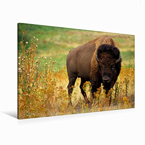 CALVENDO Wisent & Bison