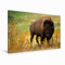 CALVENDO Wisent & Bison