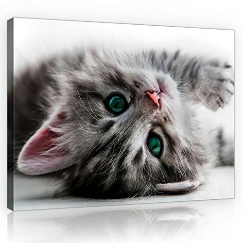 Forwall - Leinwand Bilder - Katze Tiere Mädchen Kinderzimmer - 60x40 cm Leinwandbilder - Bild auf leinwand - Wandbild XXL groß Wandbilder für Wohnzimmer Wohnzimmerbilder Modern kunstdruck
