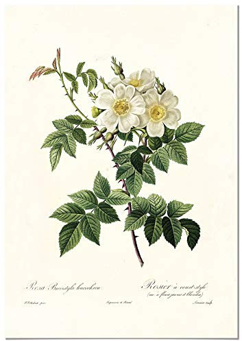 Panorama Dibond Aluminium Vintage Rose Blanc 21x30 cm - Tableau Décoratif Mural - Tableau Plantes Vertes