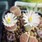 400 pcs lithops lebende steine samen, kakteen, bonsai samen hochbeete für garten, samen zimmerpflanzen stauden, steingarten pflanzen gartensamen, stauden winterhart biosaatgut, pflanzen