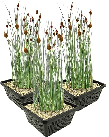 vdvelde.com - Zwergrohrkolben - 12 Stück - 3 Teichkörbe - Typha Minima - - Sumpfpflanze- Ausgewachsene Höhe: 60 cm- Platzierung: -1 bis -10 cm