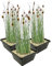 vdvelde.com - Zwergrohrkolben - 12 Stück - 3 Teichkörbe - Typha Minima - - Sumpfpflanze- Ausgewachsene Höhe: 60 cm- Platzierung: -1 bis -10 cm