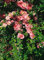 Chaenomeles 'Pink Trail' 40-60 cm - Zierquitte, rosa Blüten, Blütezeit März-April, ideal für Hecken und Rabatten, pflegeleicht und winterhart