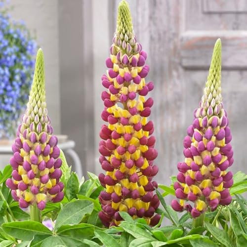 Plant Theory 9cm Pot Lupinus Manhattan Lights West Country Lupin Perennial