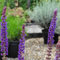 6 x Salbei 'Ostfriesland' - Salvia Nemorosa 'Ostfriesland' Topf 9x9cm: Robuste Pflanze für sonnige Standorte