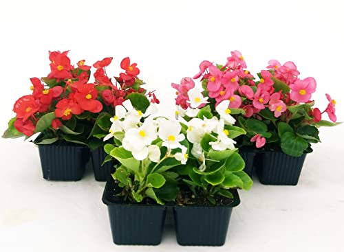 POWERS TO FLOWERS - BEGONIA SEMPERFLORENS TRIS, BEGONIETTA DA ESTERNO, FOGLIA VERDE e FIORE ROSSO, BIANCO e ROSA, 12 PIANTE, piante vere