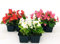 POWERS TO FLOWERS - BEGONIA SEMPERFLORENS TRIS, BEGONIETTA DA ESTERNO, FOGLIA VERDE e FIORE ROSSO, BIANCO e ROSA, 12 PIANTE, piante vere