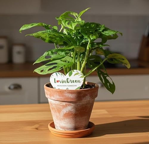 Monstera adansonii,pflegeleichte Kletterpflanze,Zimmerpflanze,30cm hoch