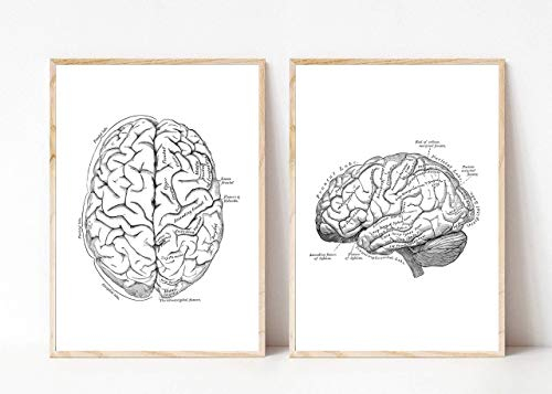 Kunstdruck Din A4 ohne Rahmen 2-teilig - Gehirn Gehirnhälften Mensch Anatomie Zeichnung Retro Medizin Arzt Neurologie Poster Bild