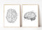 Kunstdruck Din A4 ohne Rahmen 2-teilig - Gehirn Gehirnhälften Mensch Anatomie Zeichnung Retro Medizin Arzt Neurologie Poster Bild