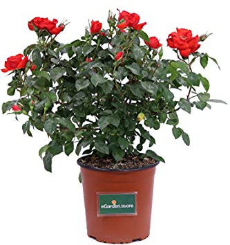 Pianta di Rosa Paesaggistica rifiorente pianta da esterno da giardino pianta ornamentale vera venduta da eGarden.store (Rossa)
