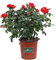 Pianta di Rosa Paesaggistica rifiorente pianta da esterno da giardino pianta ornamentale vera venduta da eGarden.store (Rossa)